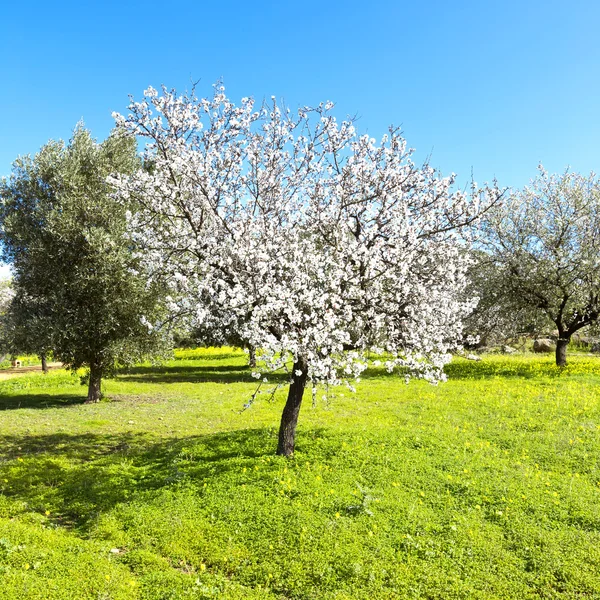 Almendro — Foto de Stock