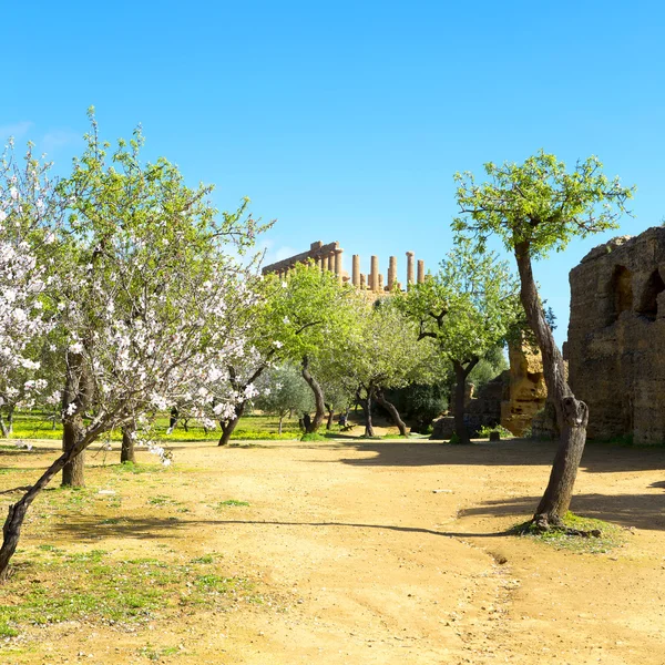 Mandelbaum und Juno-Tempel — Stockfoto