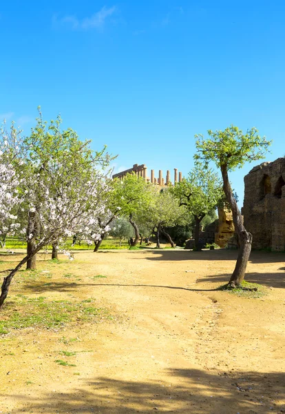 Almond tree and Temple of Juno — Stock Photo, Image