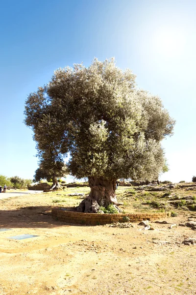 Ελαιόδεντρο στη Σικελία — Φωτογραφία Αρχείου