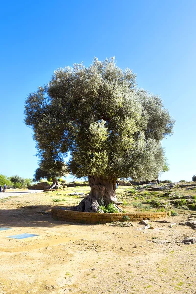 Ελαιόδεντρο στη Σικελία — Φωτογραφία Αρχείου