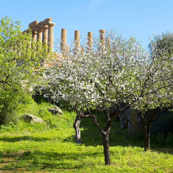 Almond tree and Temple of Juno — Stock Photo, Image