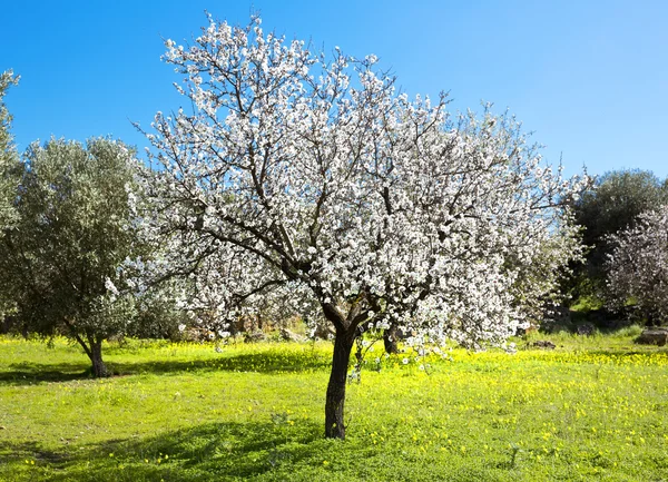 Mandelbaum — Stockfoto