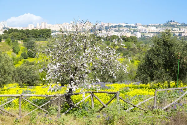 Almendro — Foto de Stock