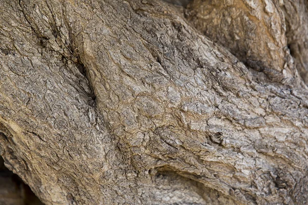 Textura de madeira — Fotografia de Stock