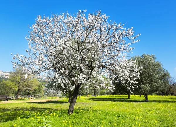 Amandelboom — Stockfoto