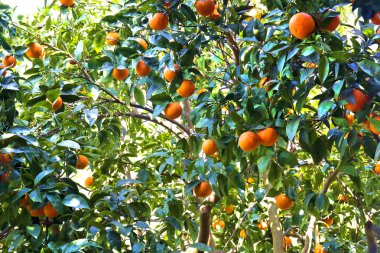 Orange tree clipart