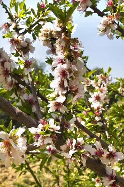 Fiori di mandorlo — Foto Stock