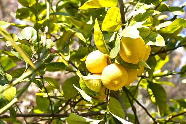 Limon ağacı — Stok fotoğraf