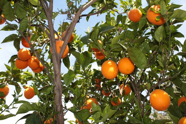 Pohon oranye — Stok Foto