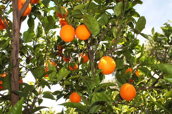 Orange träd — Stockfoto