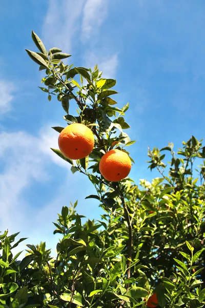 Orange träd — Stockfoto