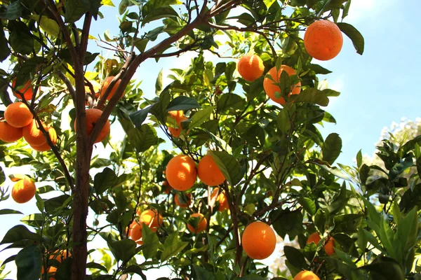 Orange tree — Stock Photo, Image