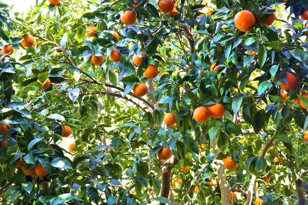 Orange träd — Stockfoto