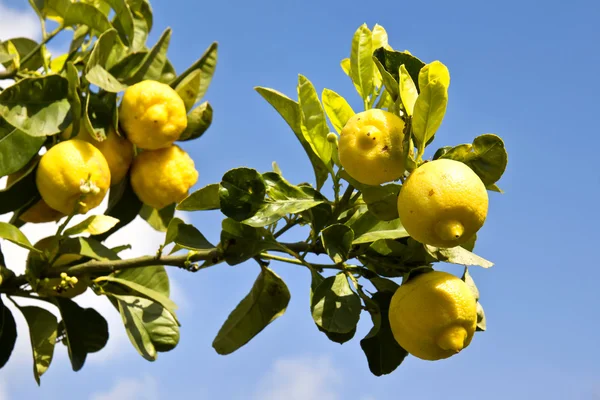 Lemon tree — Stock Photo, Image