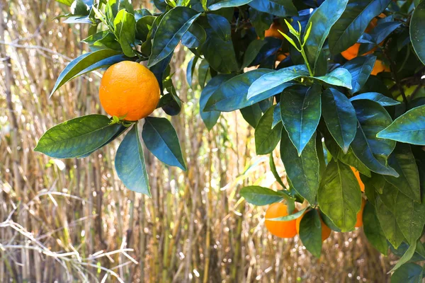 Πορτοκαλιά — Φωτογραφία Αρχείου