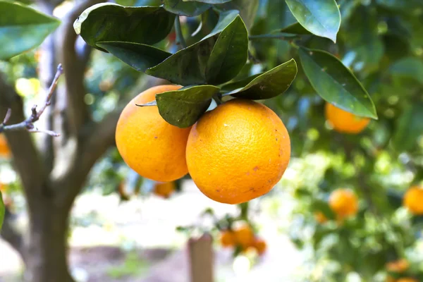 Orange träd — Stockfoto