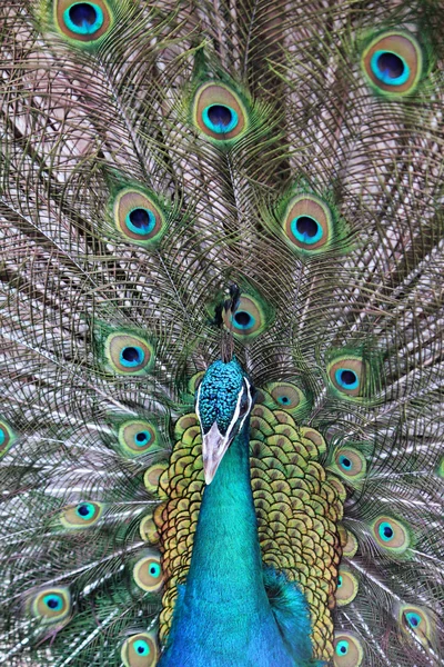 Peacock — Stock Photo, Image