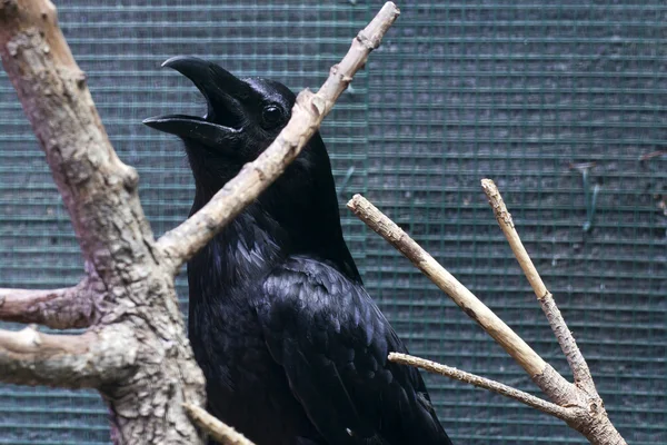 Le Corbeau, nature, arrière-plan — Photo