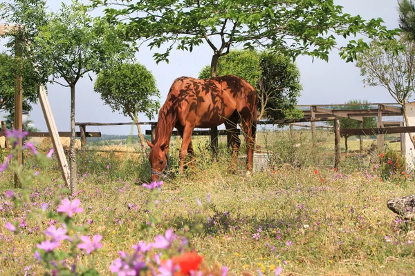 Caballo marrón en el prado — Foto de Stock