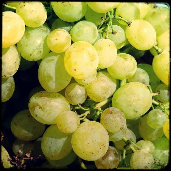 Uvas — Fotografia de Stock