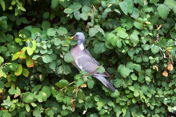 Squirrel — Stock Photo, Image