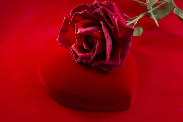 Boîte en velours rouge avec rose — Photo