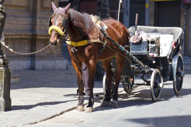 Palermo, quattro aski