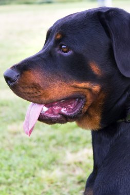 Rottweiler