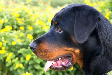Rottweiler