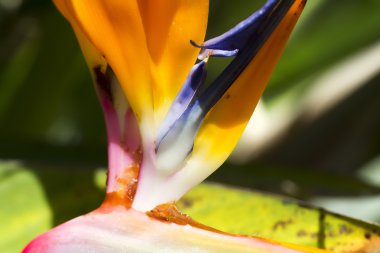 STERLİÇYA Viktorya