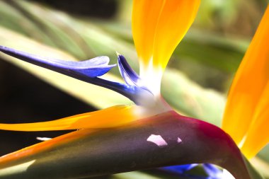 STERLİÇYA Viktorya