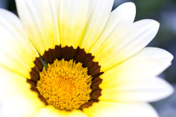 Flower — Stock Photo, Image