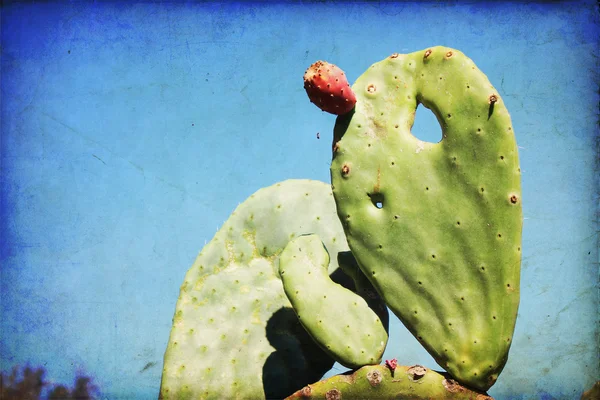 Cactus — Stockfoto