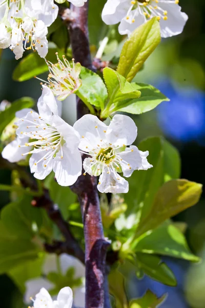 Mandelblüte — Stockfoto