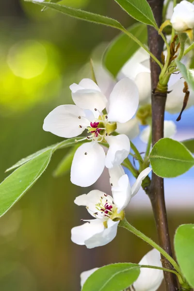 Mandel blomma — Stockfoto