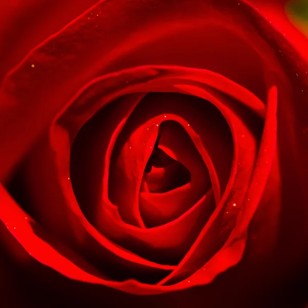 Rose ! — Photo