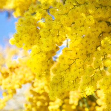 mimoza