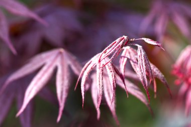 akçaağaç yaprağı