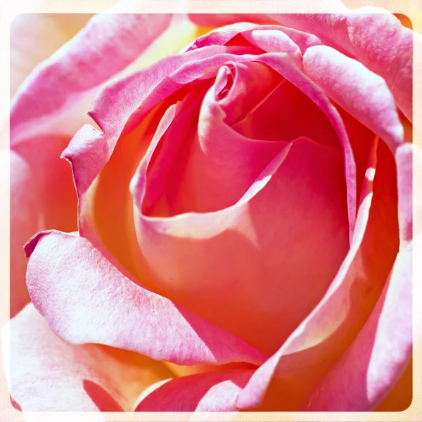 Rose ! — Photo