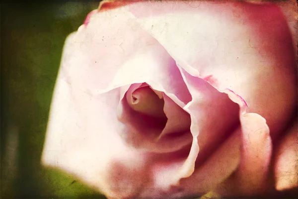 Rose ! — Photo