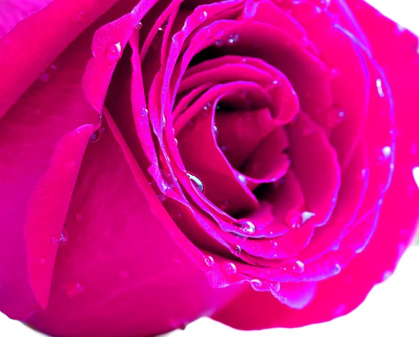 Rose — Stock Photo, Image