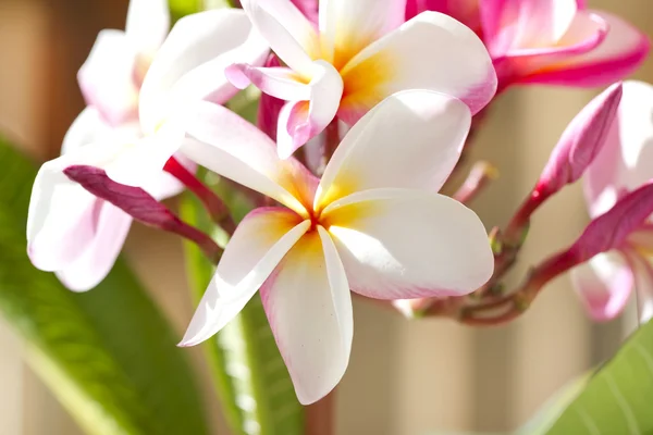 Plumeria — Fotografia de Stock