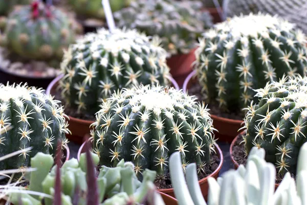 Cactus — Stockfoto