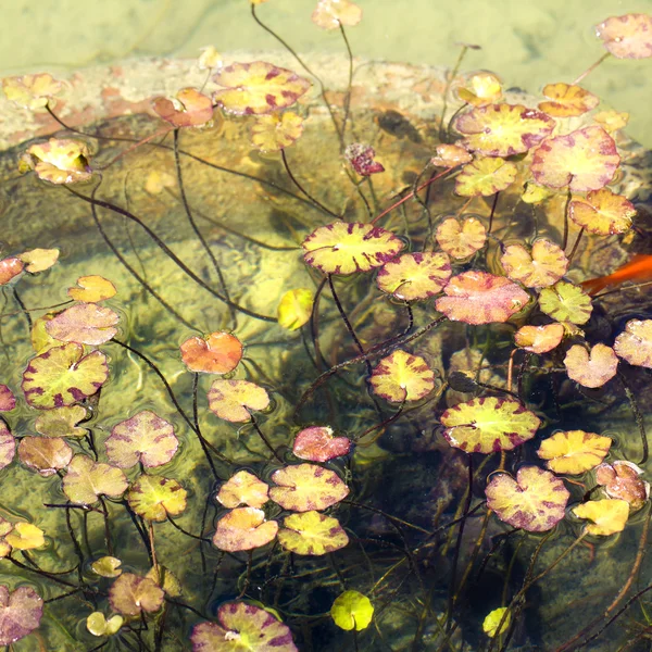 Planten — Stockfoto