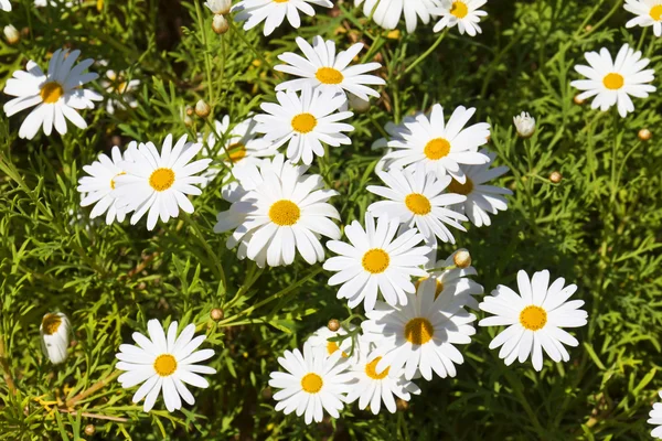 Marguerites — Photo