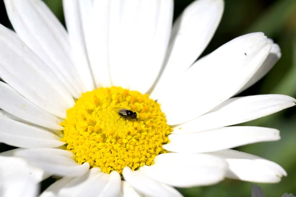 Fiore di margherita — Foto Stock