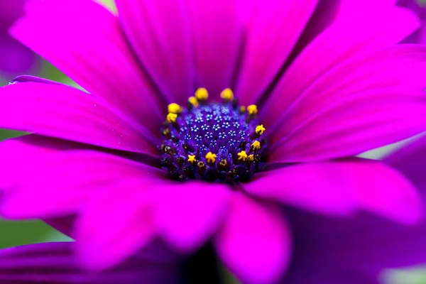 Daisy flower — Stock Photo, Image