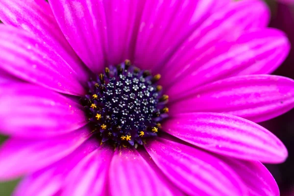 Fiore di margherita — Foto Stock