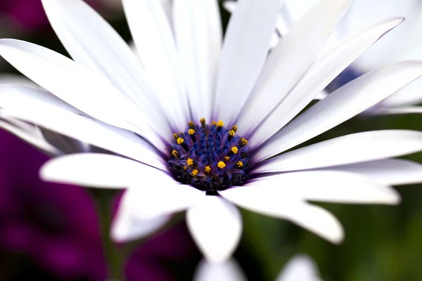 Daisy flower — Stock Photo, Image